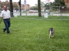 Sheep Herding-3
