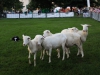 173_edited23rdannualindyirishfest2018-0401