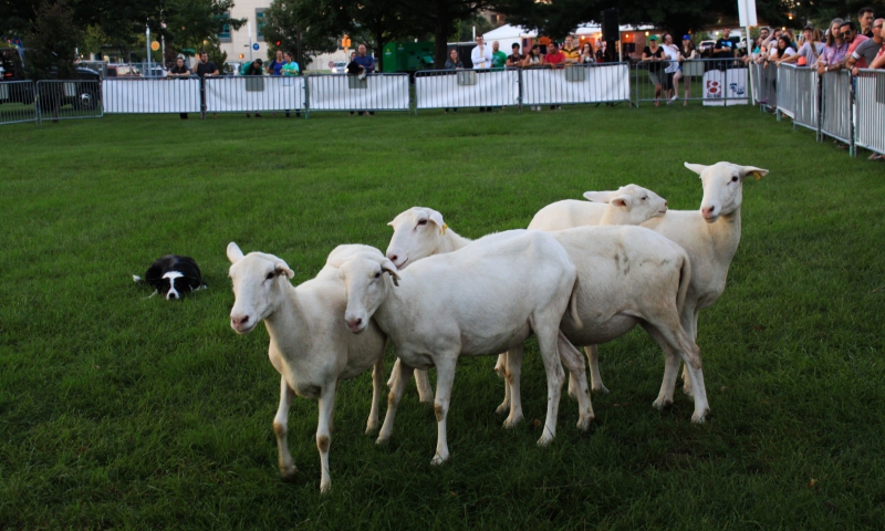sm173_edited23rdannualindyirishfest2018-0401